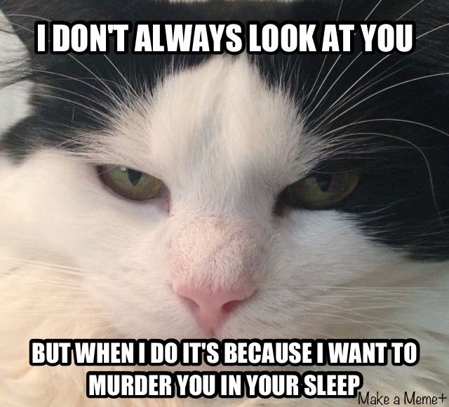 murdering-cat.jpg